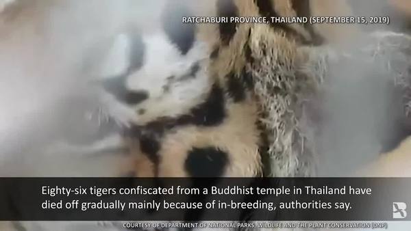 86 Tigers Die after Being Confiscated from Thai Temple