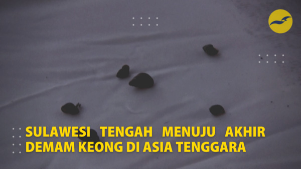 Sulawesi Tengah menuju akhir demam keong di Asia Tenggara