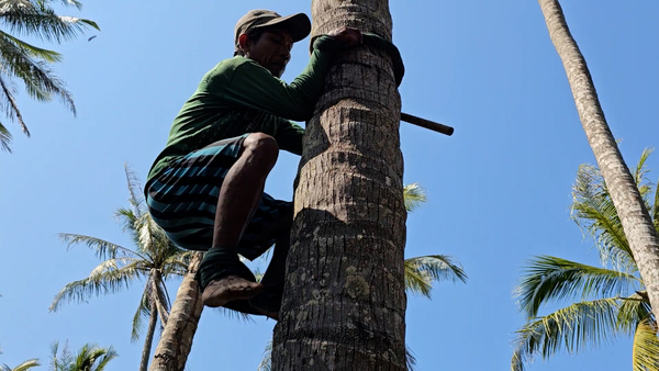 The life of a death-defying coconut picker in Myanmar