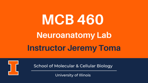 Thumbnail for MCB 460: Neuroanatomy Lab (advanced course video)