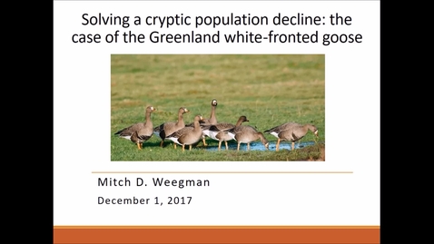 Thumbnail for NRES 500 Fall 2017 - Weegman - Solving a cryptic population decline: the case of the Greenland white-fronted goose