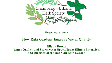 Thumbnail for C-U Herb Society Meeting, February 5, 2025 - How Rain Gardens Improve Water Quality by Eliana Brown