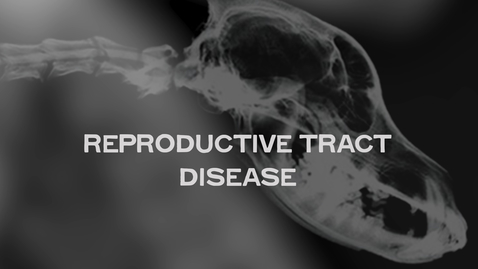 Thumbnail for Reproductive Tract Disease