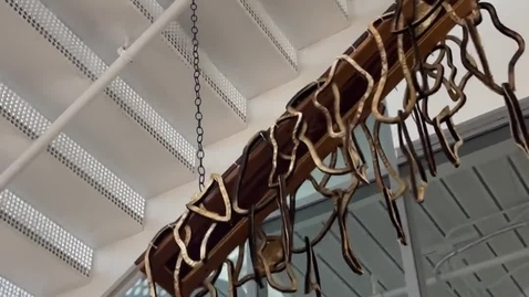 Thumbnail for Fungalier_2026