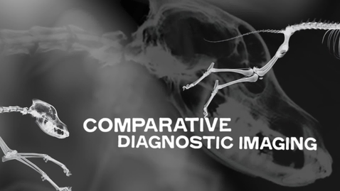 Thumbnail for Radiographic Anatomy of The Stifle