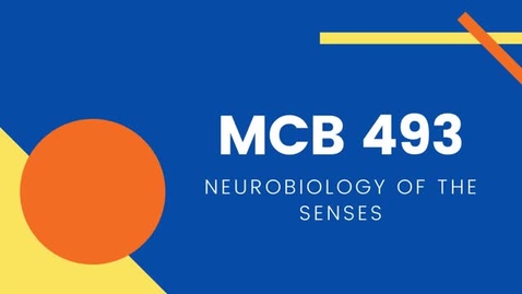 Thumbnail for MCB 493: NOS - Neurobiology of the Senses