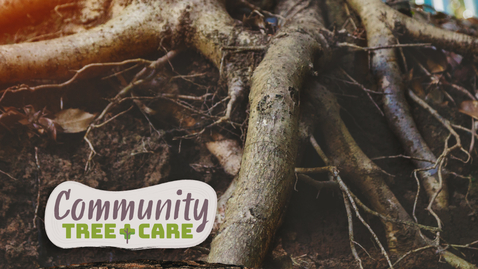 Thumbnail for Tree Care Series 2026: Construction and Urban Soils