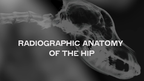Thumbnail for Radiographic Anatomy of the Hip