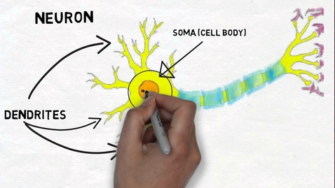 Thumbnail for entry Neurons and Brain Communication