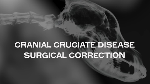 Thumbnail for Cranial Cruciate Disease Surgical Correction