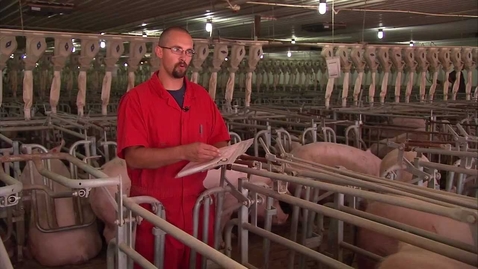 Thumbnail for Pigs: Alternative Lifestyle of a Sow