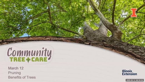 Thumbnail for Tree Care Series 2025: Pruning Methods and Benefits of Trees