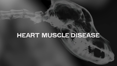 Thumbnail for Heart Muscle Disease