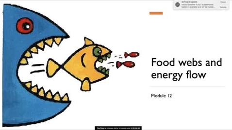 Thumbnail for NRES 102 Module 12: Food webs and energy flow