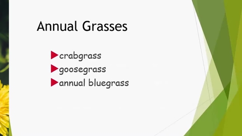 Thumbnail for Lawns 6