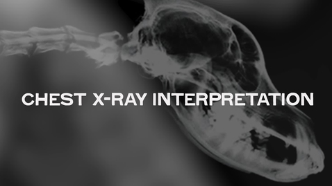 Thumbnail for Chest X-Ray Interpretation