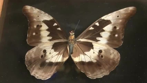 Thumbnail for Bioinspiration with Audio Description