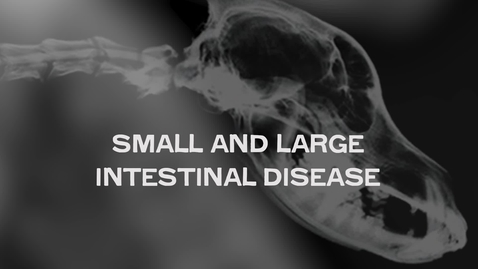 Thumbnail for Small and Large Intestinal Disease