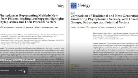 Thumbnail for Uncovering Phytoplasma Diversity Pilot Studies 2021-2022