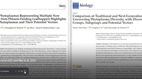 Thumbnail for entry Uncovering Phytoplasma Diversity Pilot Studies 2021-2022