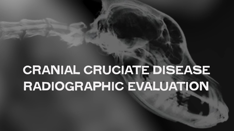 Thumbnail for Cranial Cruciate Disease Radiographic Evaluation