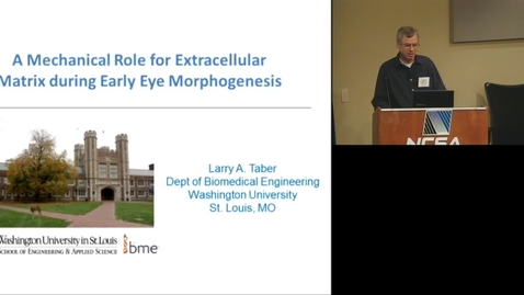 Thumbnail for entry A mechanical role for extracellular matrix during early eye morphogenesis