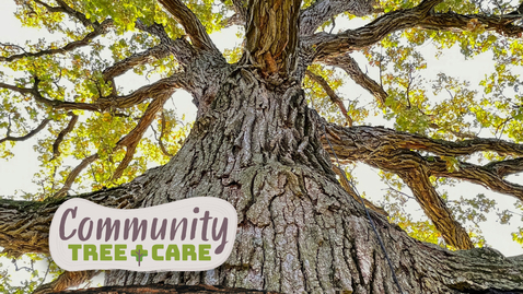 Thumbnail for Tree Care Series 2026: Forest Health Updates and Fungal Mutualists