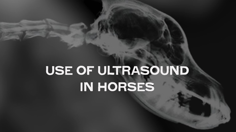 Thumbnail for Use of Ultrasound in Horses