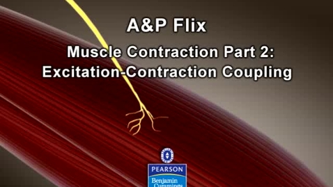 Thumbnail for Skeletal Muscle Contraction: Step 2 - Excitation-Contraction Coupling