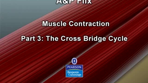 Thumbnail for entry Skeletal Muscle Contraction: Step 3 - Cross bridge Cycling