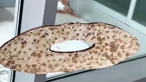 Thumbnail for Mylodrift_2025