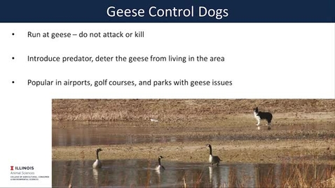 Thumbnail for (ANSC 250) Other Modern Working Roles for Dogs