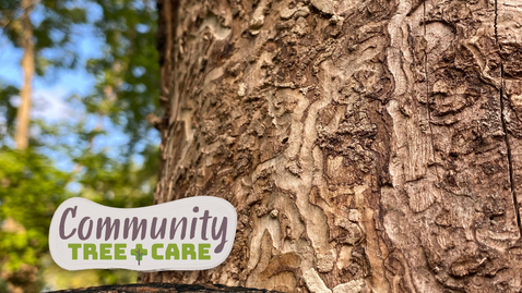 Thumbnail for Tree Care Series 2026: Historic Pests and Changing Climate