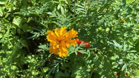 Thumbnail for Composition - VIDEO Rule of Thirds and Distractions