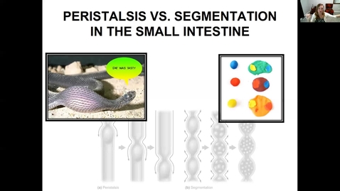 Thumbnail for MODULE 4 -- DIGESTION AND THE HUMAN BODY -- VIDEO LECTURE
