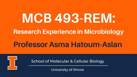 Thumbnail for entry MCB 493 REM Research Experience in Microbiology (advanced course video)