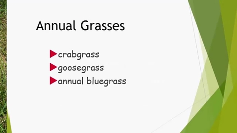 Thumbnail for Lawns 11