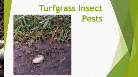 Thumbnail for Lawns 12