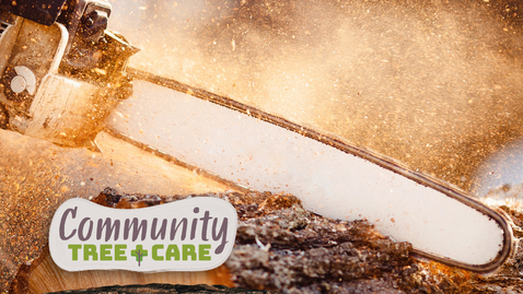 Thumbnail for Tree Care Series 2026: Chainsaw Safety and Pruning Young Trees