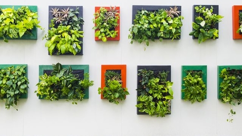 Thumbnail for Vertical Gardening