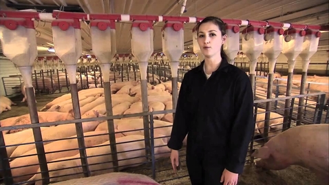 Thumbnail for Pigs: A Pig's Tale - Sows living the alternative lifestyle