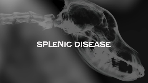 Thumbnail for Splenic Disease