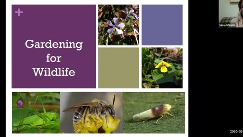 Thumbnail for entry Outdoor Wellness: Gardening for Wildlife