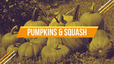 Thumbnail for entry Pumpkins &amp; Squash