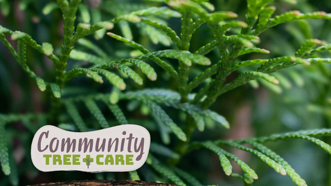 Thumbnail for Tree Care Series 2026: Trees for Pollinators and Evergreen ID