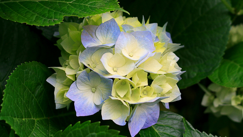 Thumbnail for Hydrangeas