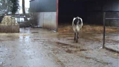 Thumbnail for Bovine mobility assessment: Clip 3