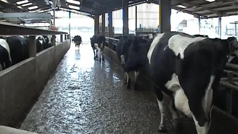 Thumbnail for entry Bovine mobility assessment: Clip 7