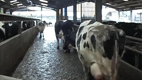 Thumbnail for Bovine mobility assessment: Clip 8