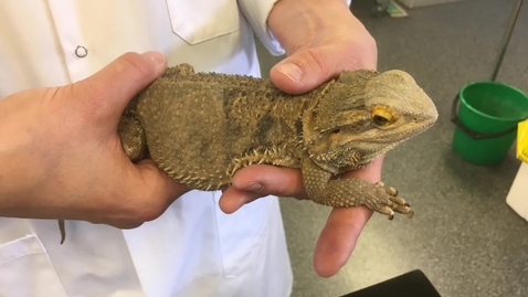 Thumbnail for Handling bearded dragons